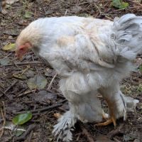 Jeunes coqs brahma isabelle #2