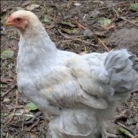 Jeunes coqs brahma isabelle #3