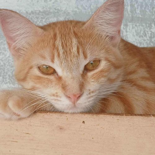 Lili, la plus belle #3