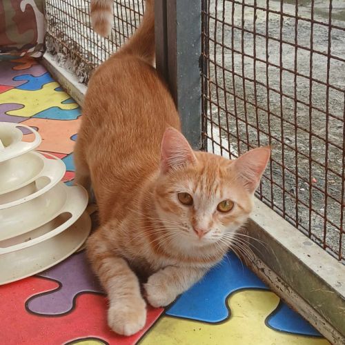 Lili, la plus belle #4