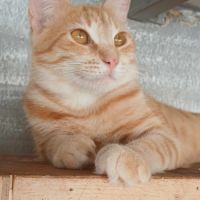 Lili, la plus belle #2