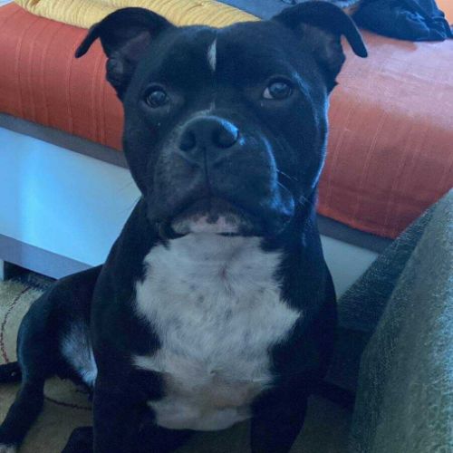 Rasta rocquet, le plus gentil #0