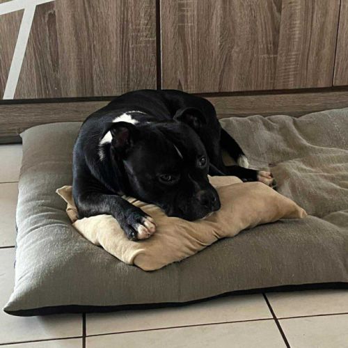 Rasta rocquet, le plus gentil #4