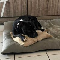 Rasta rocquet, le plus gentil #4