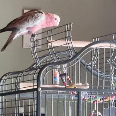 Cacatoès rosalbin mâle élevé main , bague et certi #2