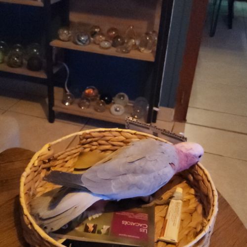 Cacatoès rosalbin mâle élevé main , bague et certi #3