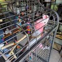 Cacatoès rosalbin mâle élevé main , bague et certi #1