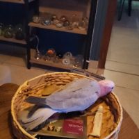 Cacatoès rosalbin mâle élevé main , bague et certi #3