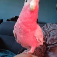 Cacatoès rosalbin mâle élevé main , bague et certi #0