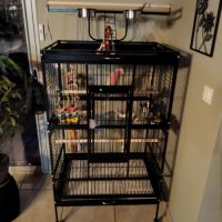 Cacatoès rosalbin mâle élevé main , bague et certi #5