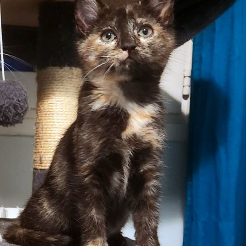 Poppy, joueuse, gourmande et pleine d’énergie #0