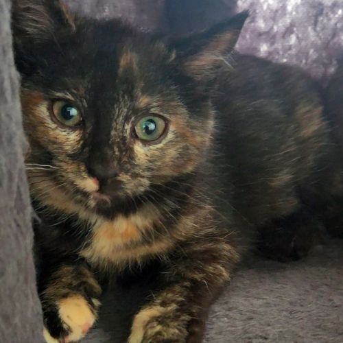 Poppy, joueuse, gourmande et pleine d’énergie #2