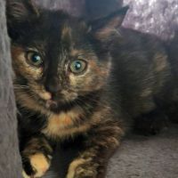 Poppy, joueuse, gourmande et pleine d’énergie #2