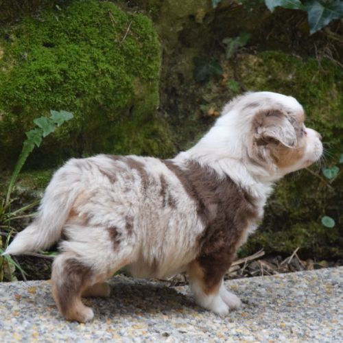 Chiots willyfriend lof #1