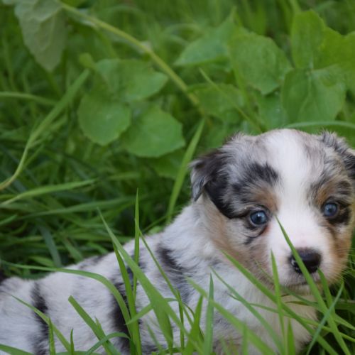 Chiots willyfriend lof #3