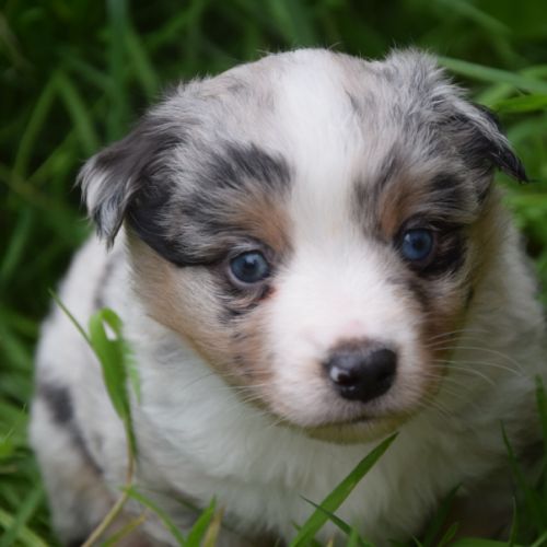 Chiots willyfriend lof #4