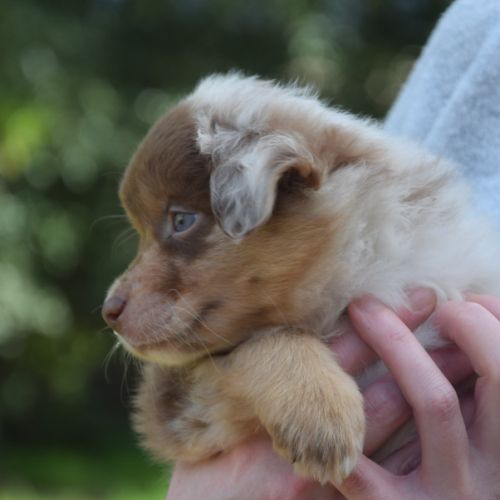 Chiots willyfriend lof #0