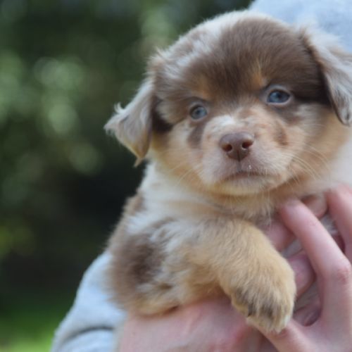 Chiots willyfriend lof #2