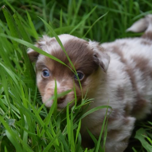 Chiots willyfriend lof #5