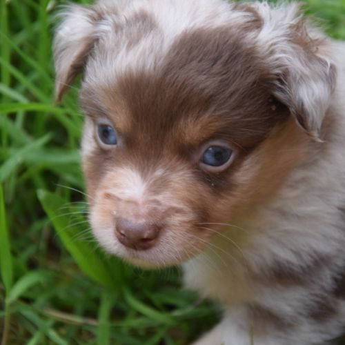 Chiots willyfriend lof #6