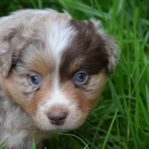 Chiots willyfriend lof #7