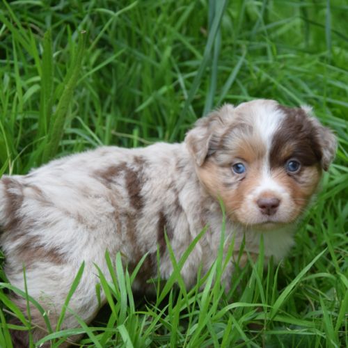 Chiots willyfriend lof #8