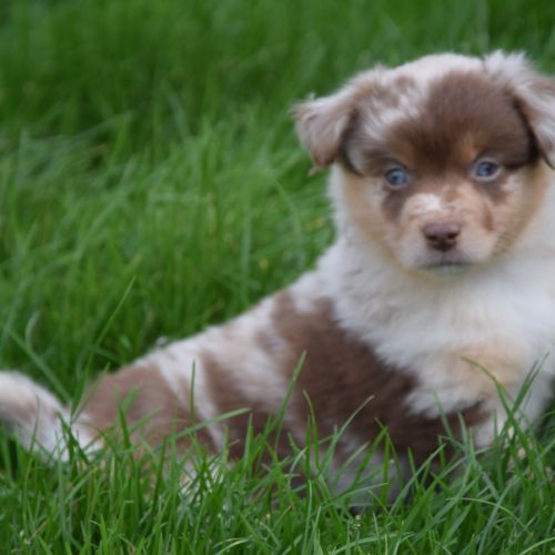 Chiots willyfriend lof #5