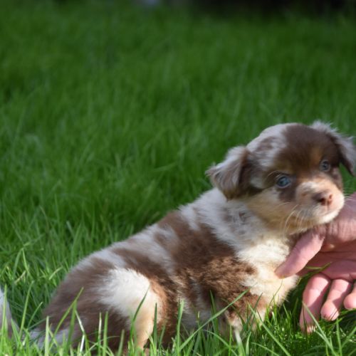 Chiots willyfriend lof #6