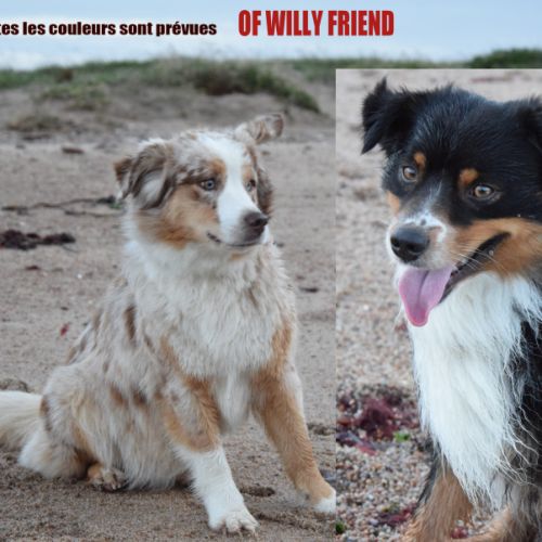 Chiots willyfriend lof #9