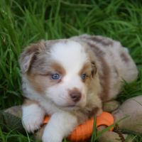 Chiots willyfriend lof #0