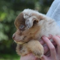 Chiots willyfriend lof