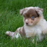 Chiots willyfriend lof #4