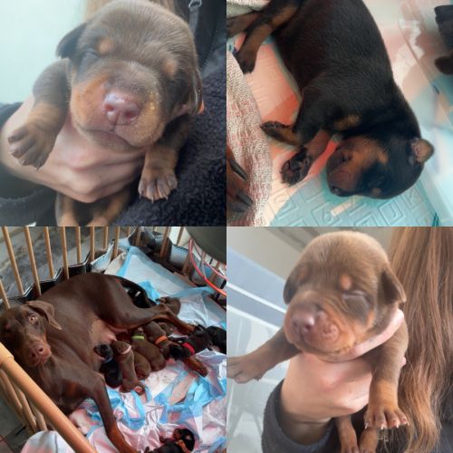 Magnifiques chiots doberman #1