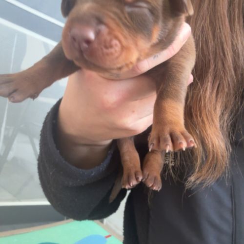 Magnifiques chiots doberman #0