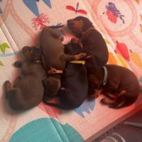 Magnifiques chiots doberman #3