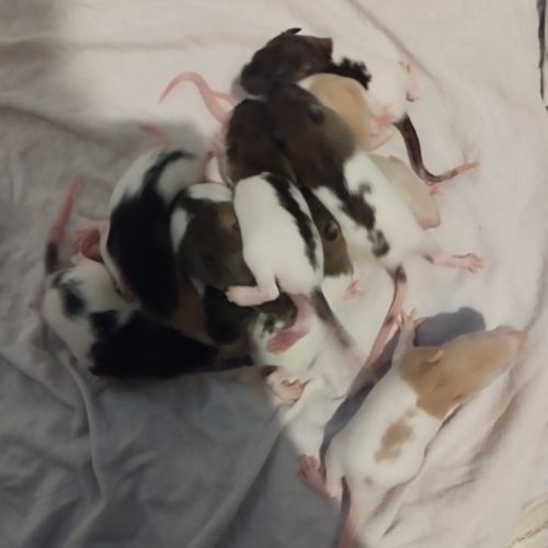 Raton à l'adoption #0