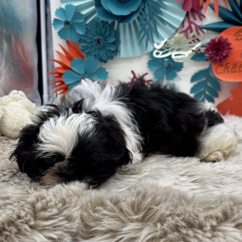 Chiot  shih tzu