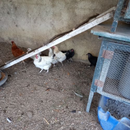 Poules pondeuses #2