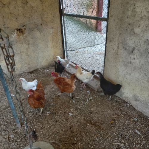 Poules pondeuses #0