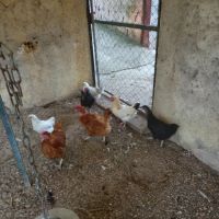 Poules pondeuses #0