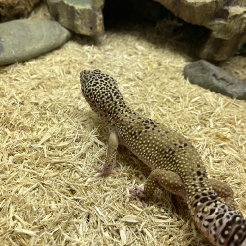 Gecko leopard #1