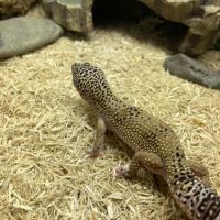 Gecko leopard #1