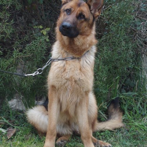 Chiots berger allemand #0