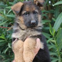Chiots berger allemand #1