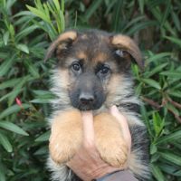 Chiots berger allemand #2