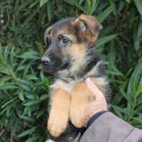 Chiots berger allemand #3