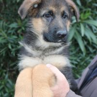 Chiots berger allemand #5