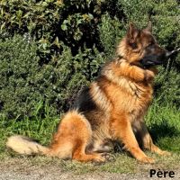 Chiots berger allemand #6