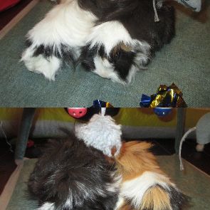 Jeune cochon d'inde à poils longs #1