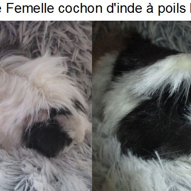 Jeune cochon d'inde à poils longs #0